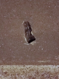Curbside--half a prayer