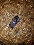 Turkey in the straw