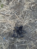 Some things decompose themselves