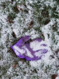Lost in the last snow?