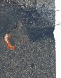 Crime scene, news at 11